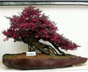 紅繼木